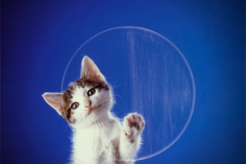 Nomes para Gatos – Ideias Incríveis