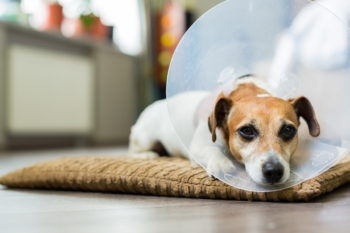 Como é a Cirurgia de Pata Quebrada em Cachorro?