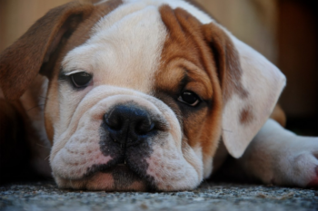 Hemivértebras e Problemas de Coluna em Bulldogs e Pugs