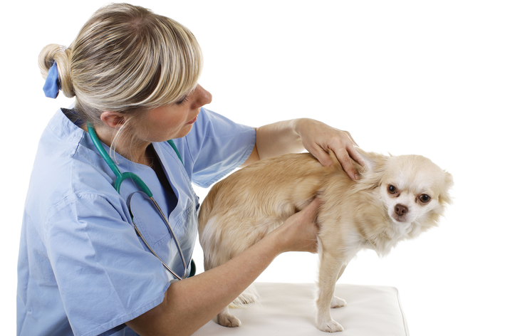 Como tratar cachorro com dor muscular: a distensão muscular em cães