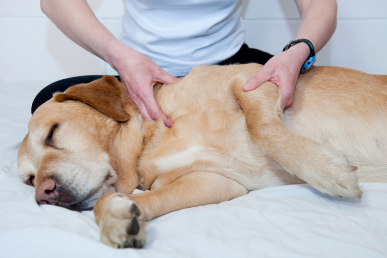 Quiropraxia Veterinária: Seu animal pode precisar!