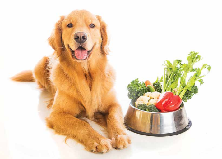 Dieta para cachorro – Qual a melhor: Saiba mais!