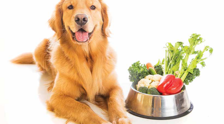 Dieta para cachorro – Qual a melhor: Saiba mais!