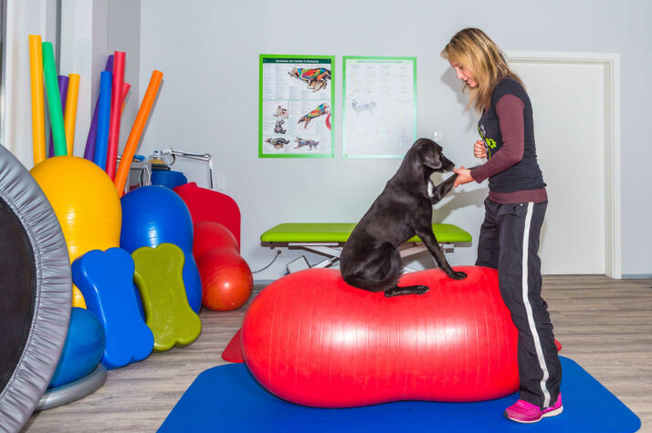Como é a fisioterapia de cachorro: Saiba tudo sobre reabilitação animal!