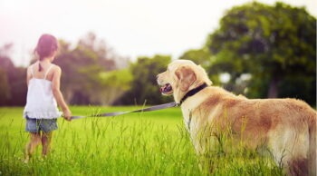 Quais os cachorros mais dóceis? Conheça!