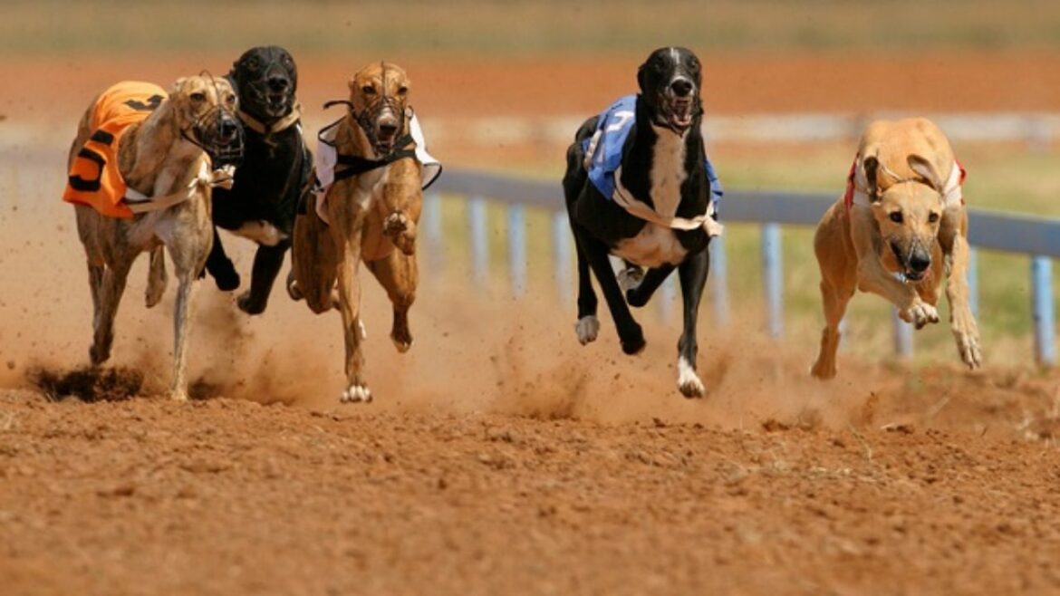 Cachorro para corrida: Conheça as melhores raças!