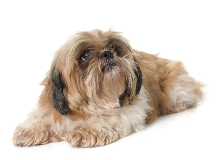 Shih tzu: Saiba mais sobre essa raça