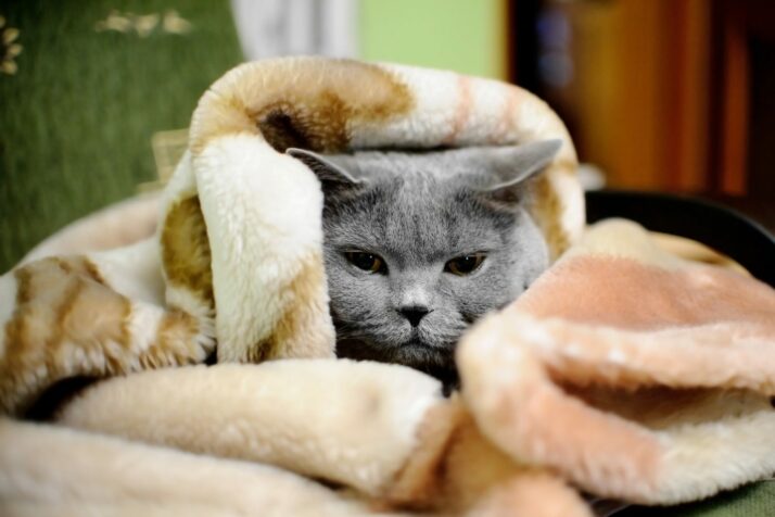 Cuidados para seu gato não sentir frio