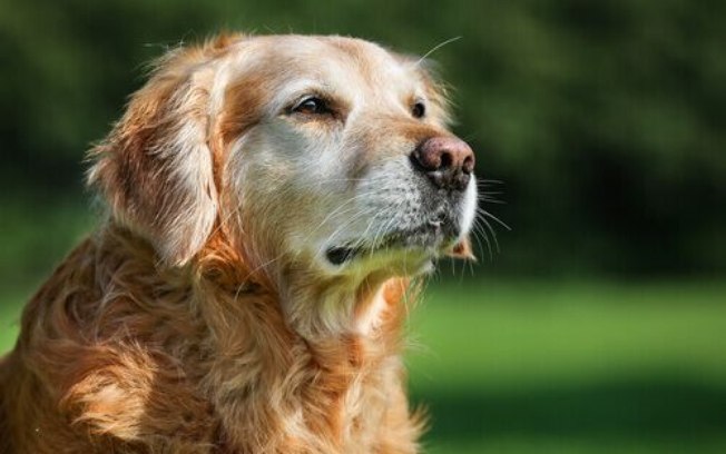 Mudanças de comportamentos em cães idoso