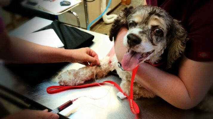 Ozonioterapia para cães: vantagens
