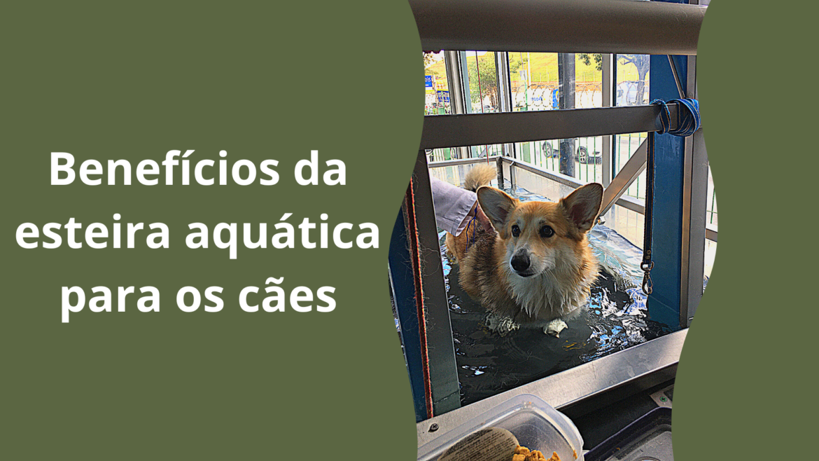Benefícios da esteira aquática para os cães