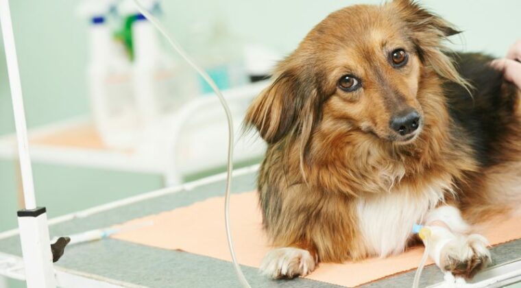 Cão Operado de Hérnia de Disco – Tratamentos que melhoram o pós-operatório
