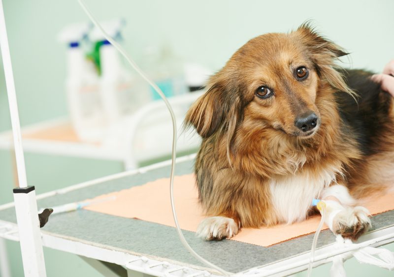 Cão Operado de Hérnia de Disco – Tratamentos que melhoram o pós-operatório