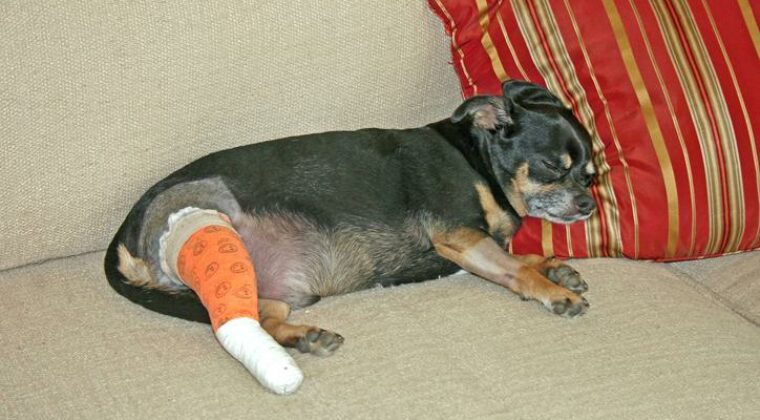 TPLO no tratamento da ruptura de ligamento de joelho de cães