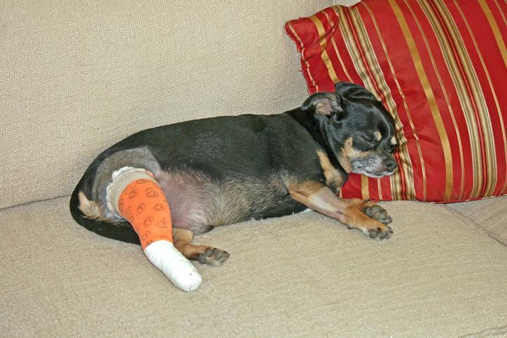 TPLO no tratamento da ruptura de ligamento de joelho de cães